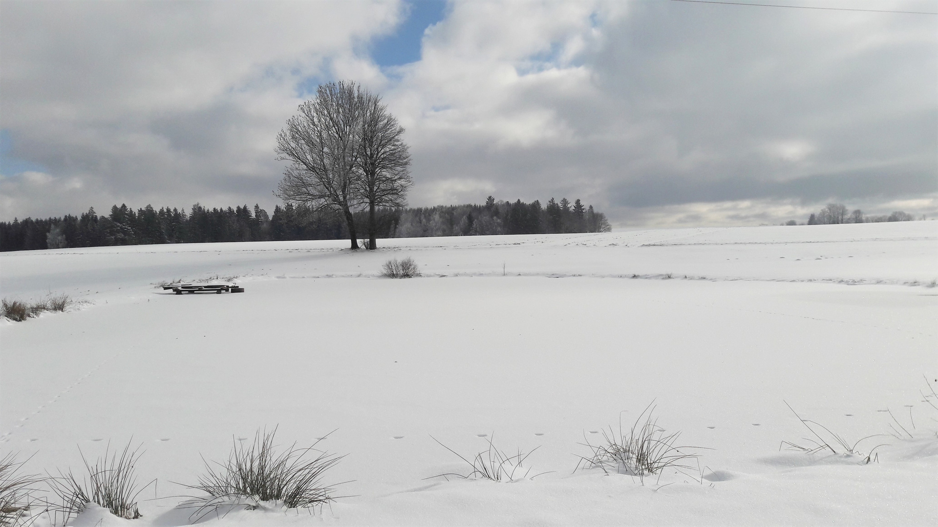 20210213 Seerosenteich mit Wildspuren (vorne bei den Grasbüscheln)