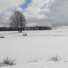 20210213 Seerosenteich mit Wildspuren (vorne bei den Grasbüscheln)