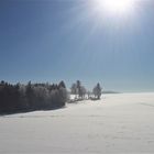 20210214 Weißer Wald im Sonnnschein und Wildspuren im Schnee