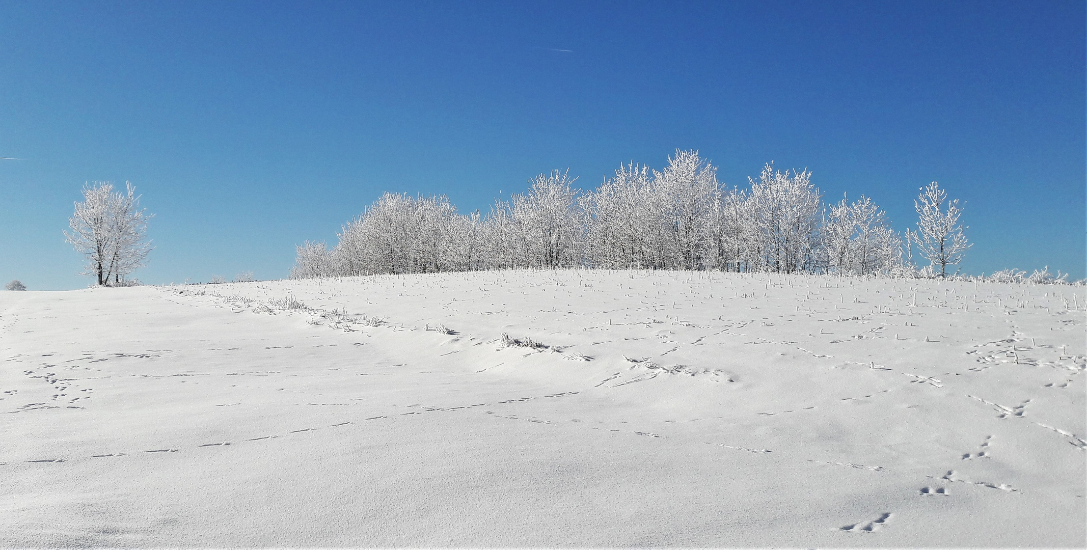 20210214 Winterzauber und Wildspuren im Schnee