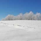 20210214 Winterzauber und Wildspuren im Schnee