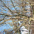 20210214_Baum