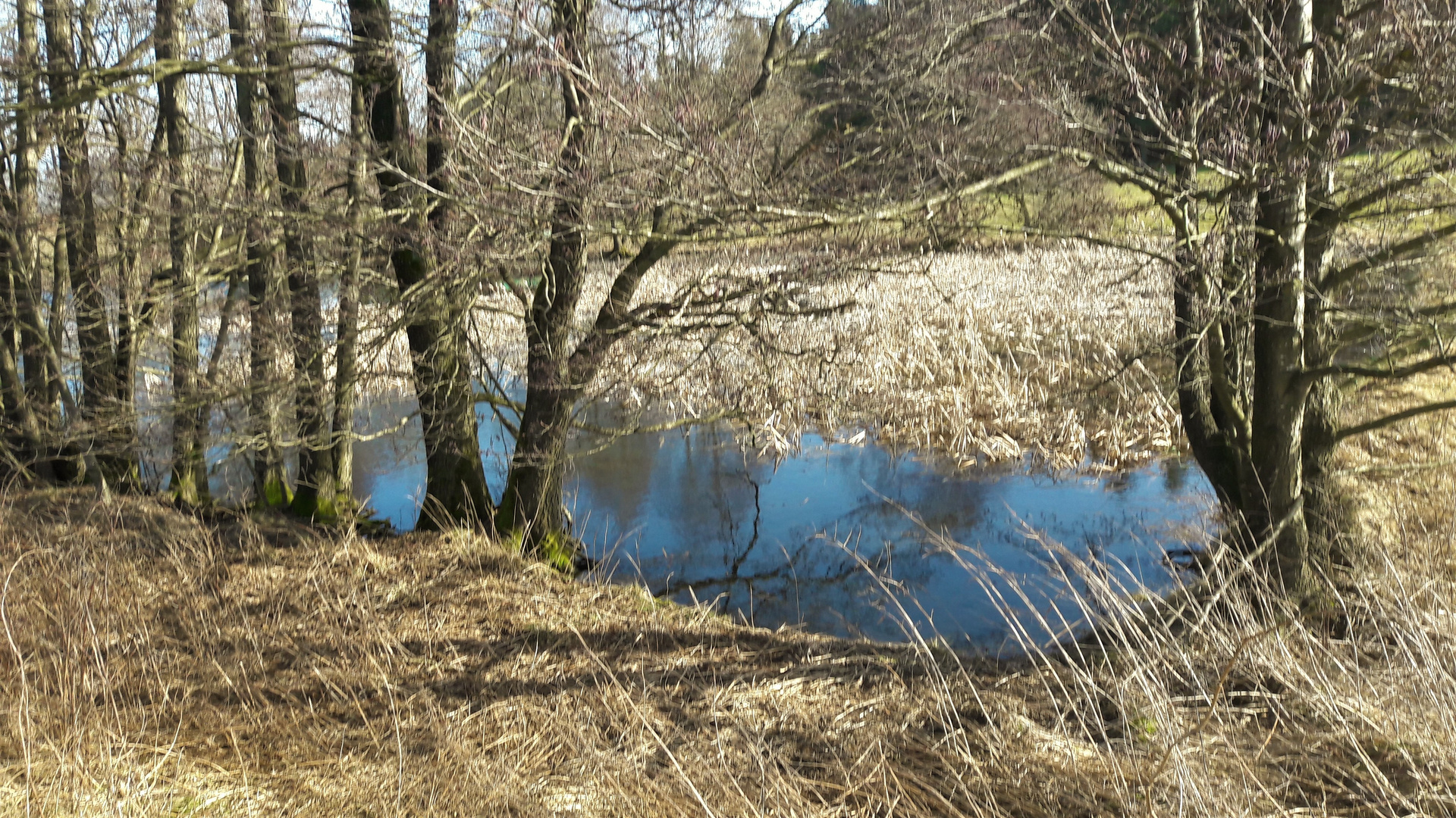 20210225 Wildwuchs am Lernschwimmteich