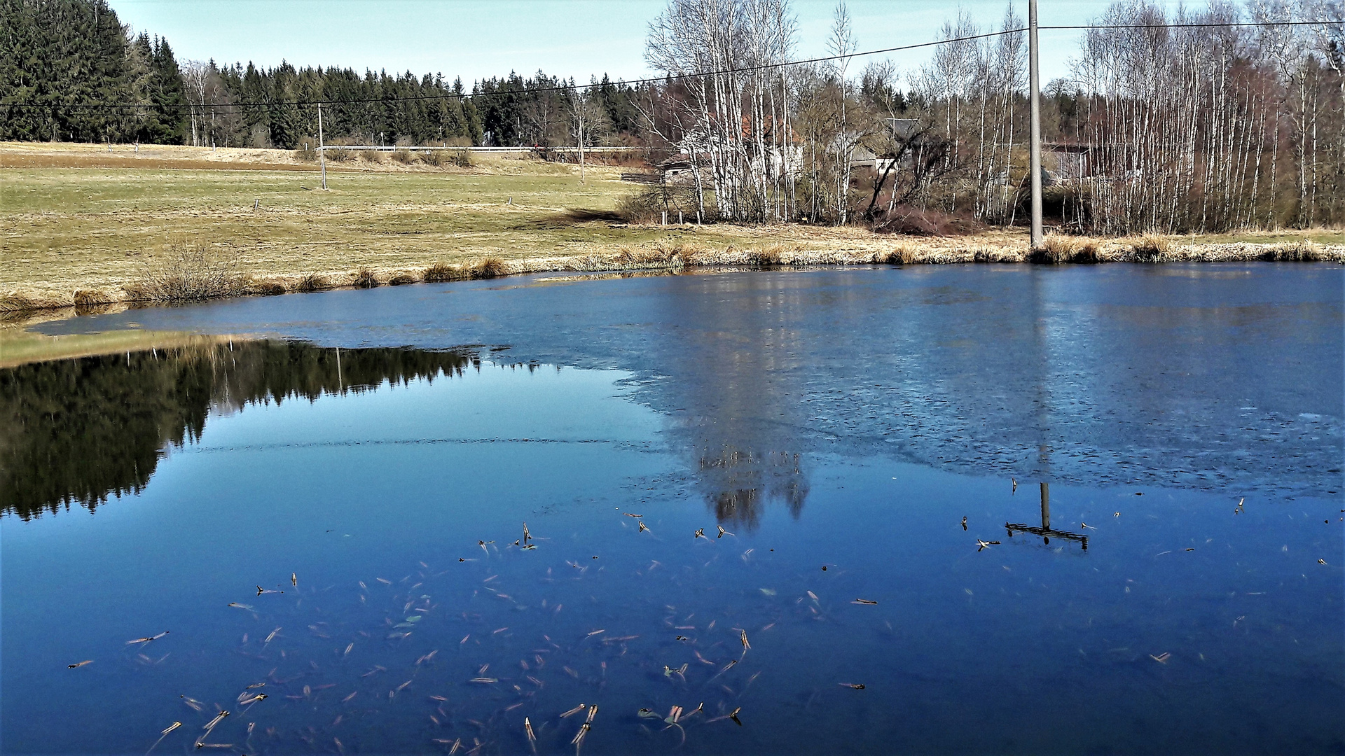 20210306 Dienstag ist Spiegeltag :    Seerosenteich mit Teilspiegelung