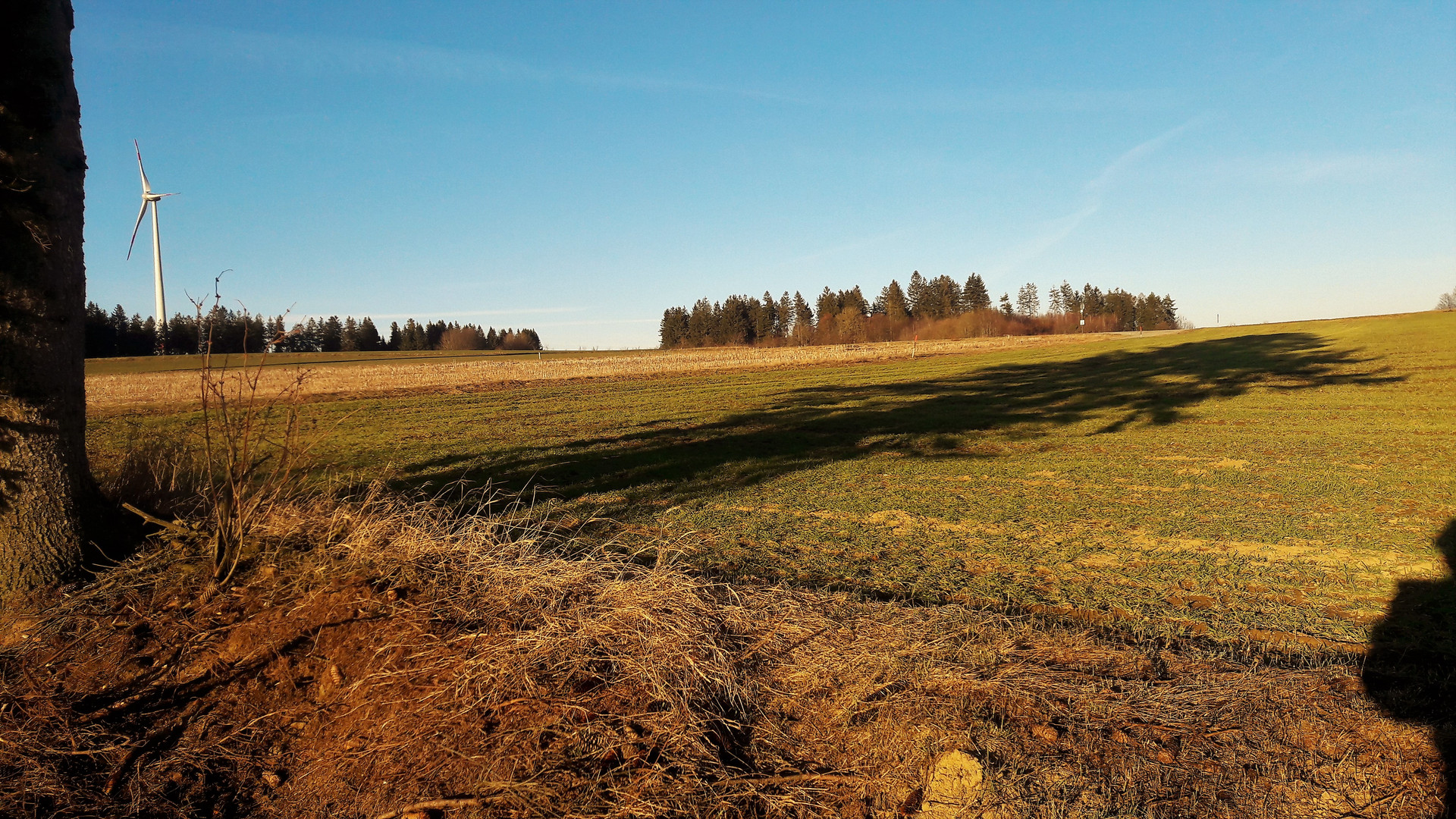 20210307 Schattenwurf vom Windschutzbäumchen