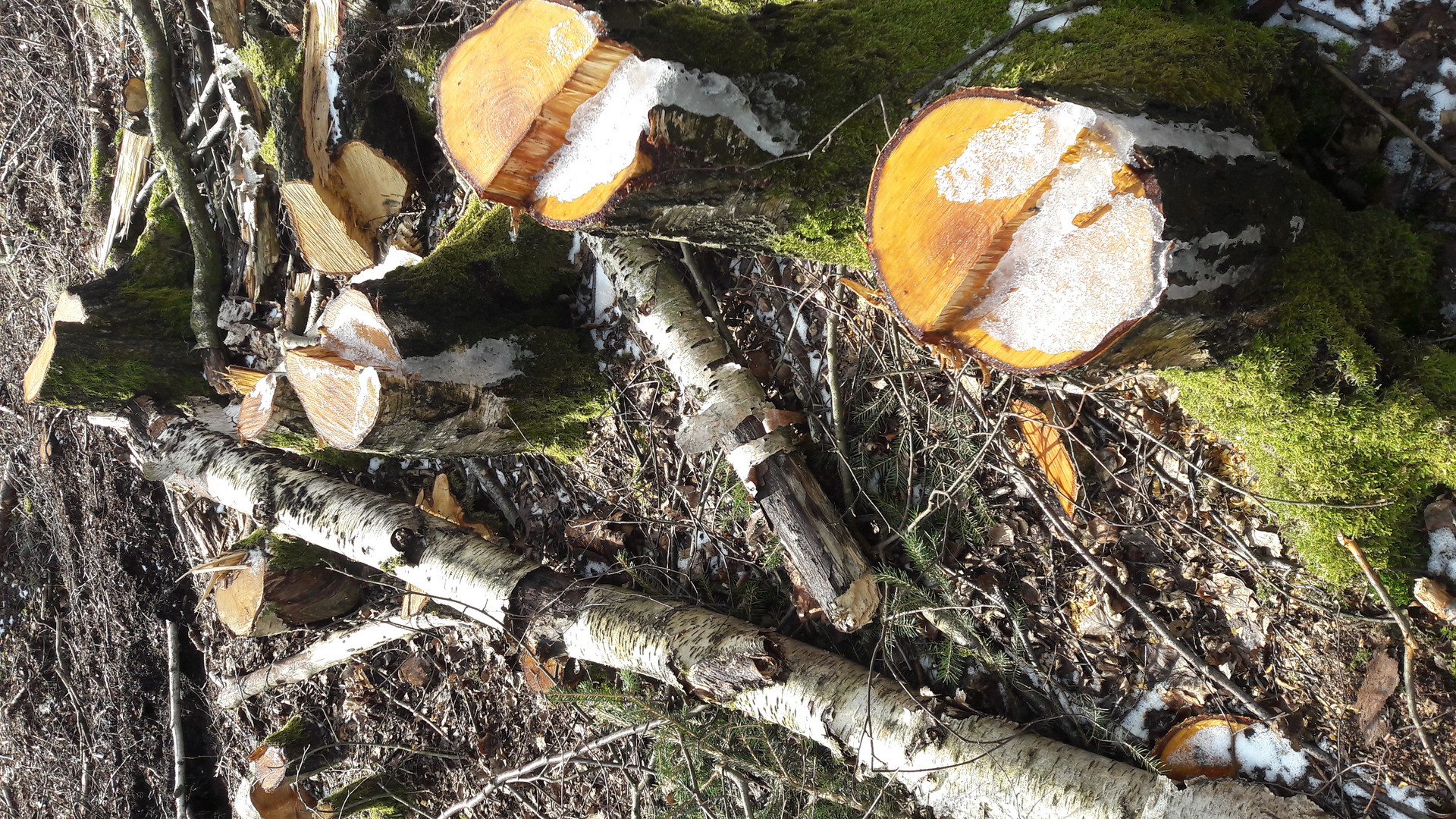 20210318  Abgesägt und weggebracht zum Verheizen