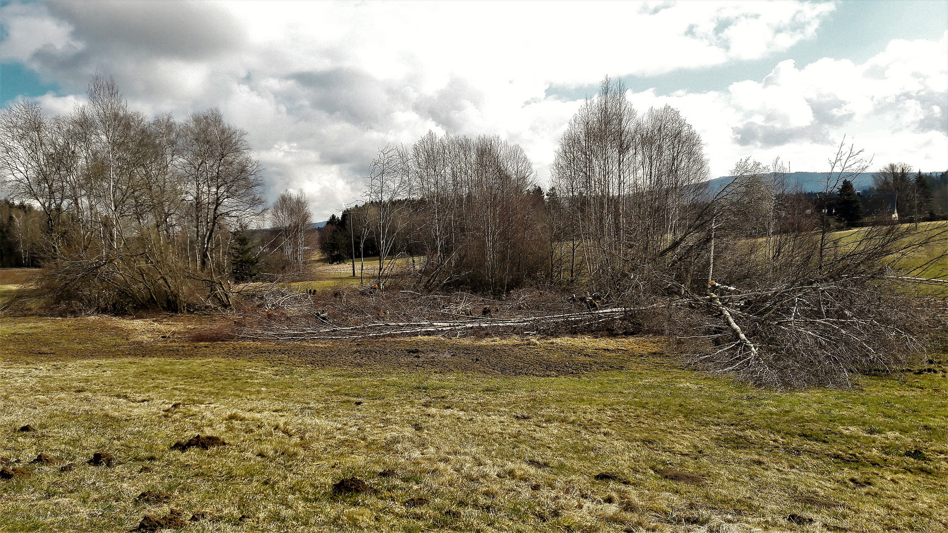 20210318 Kahlschlag im Birkenwäldchen