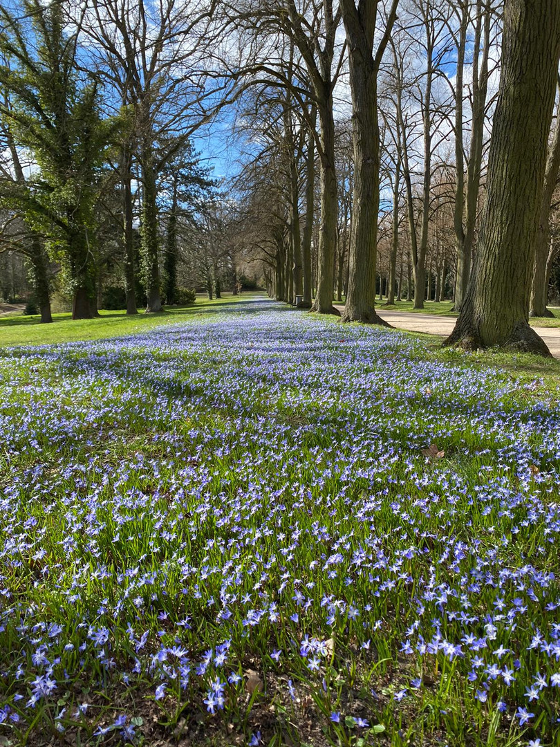 20210403 Miwoblümchen Schlosspark Potsdam  im April