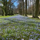 20210403 Miwoblümchen Schlosspark Potsdam  im April