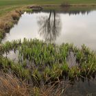 20210420 Dienstag ist Spiegeltag : Erstes Grün am Seerosenteich