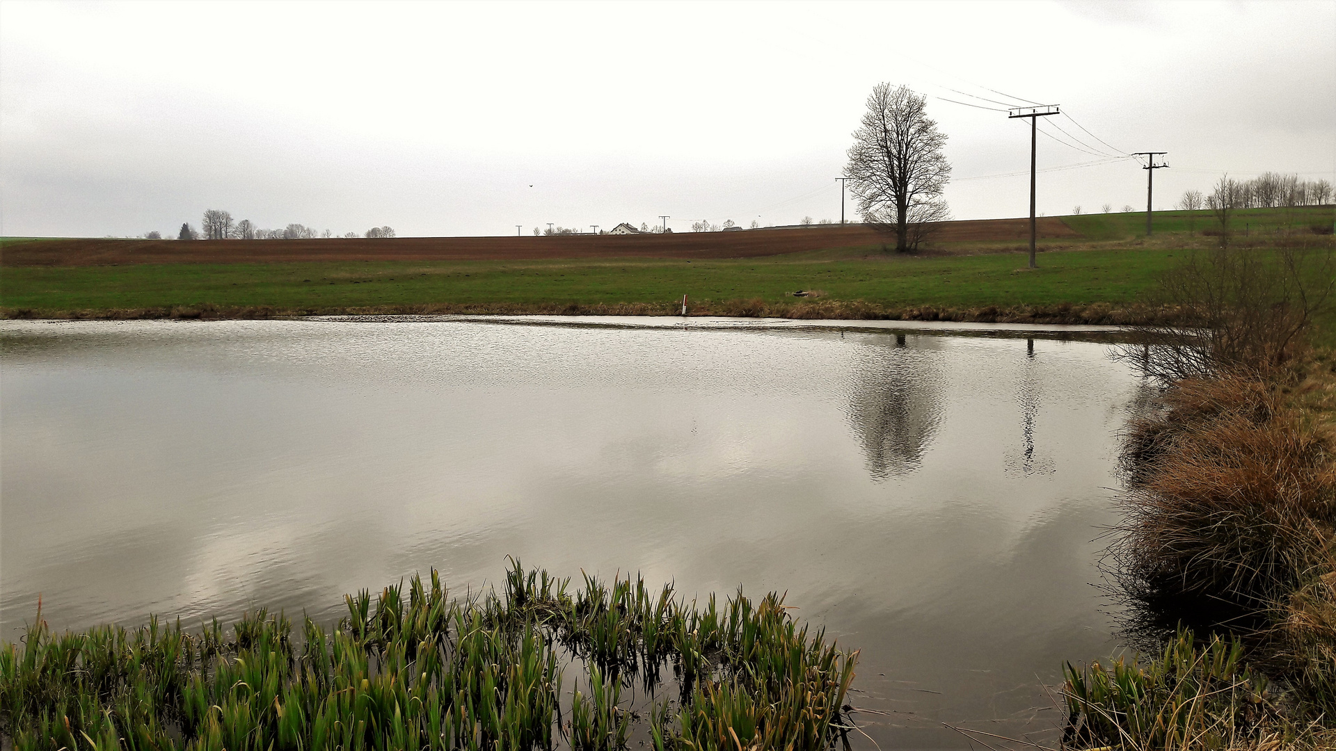 20210420 Spiegeltag :Seerosenteich mit Spiegelungen