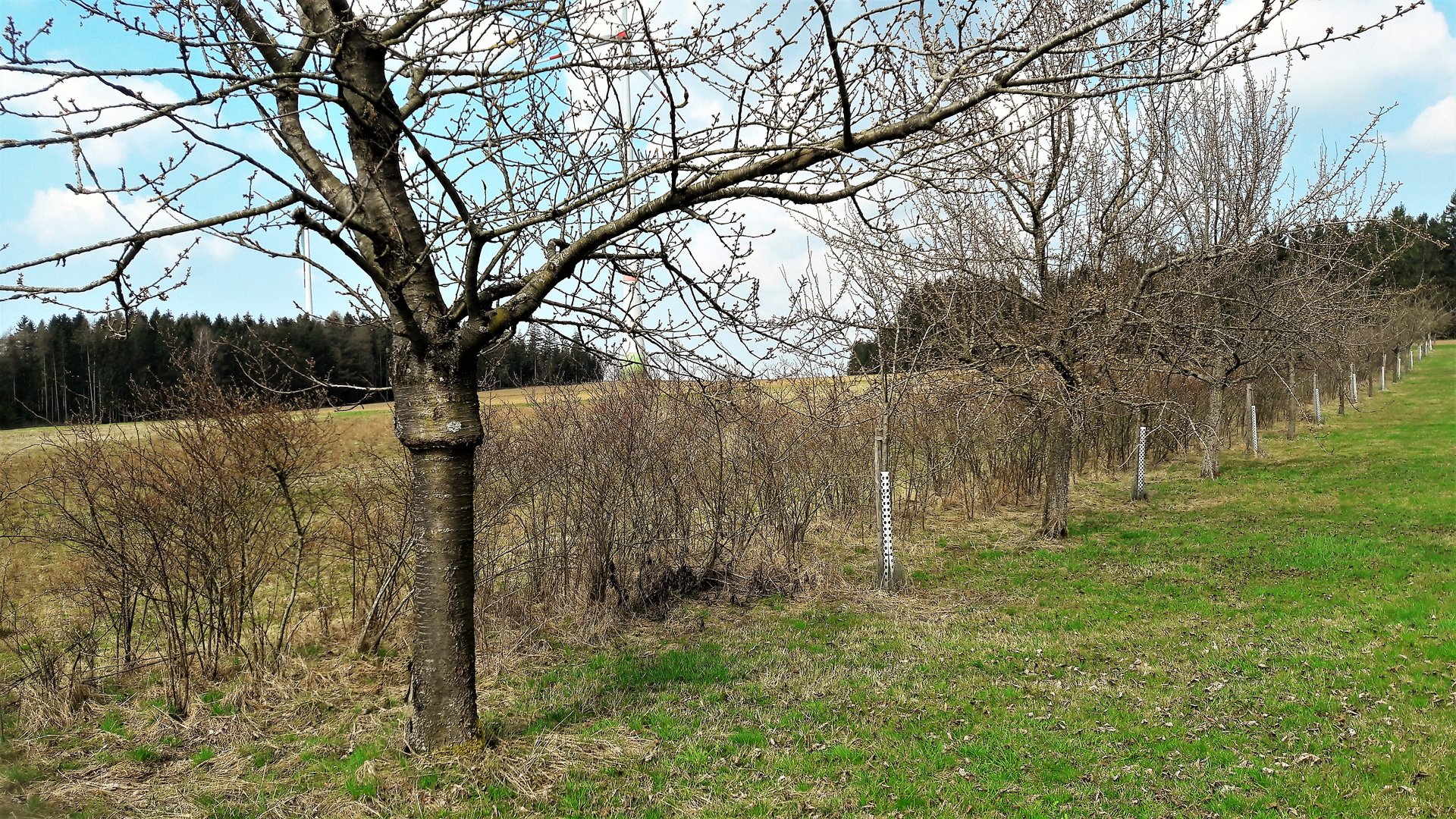 20210421 Knospen in Lauerstellung