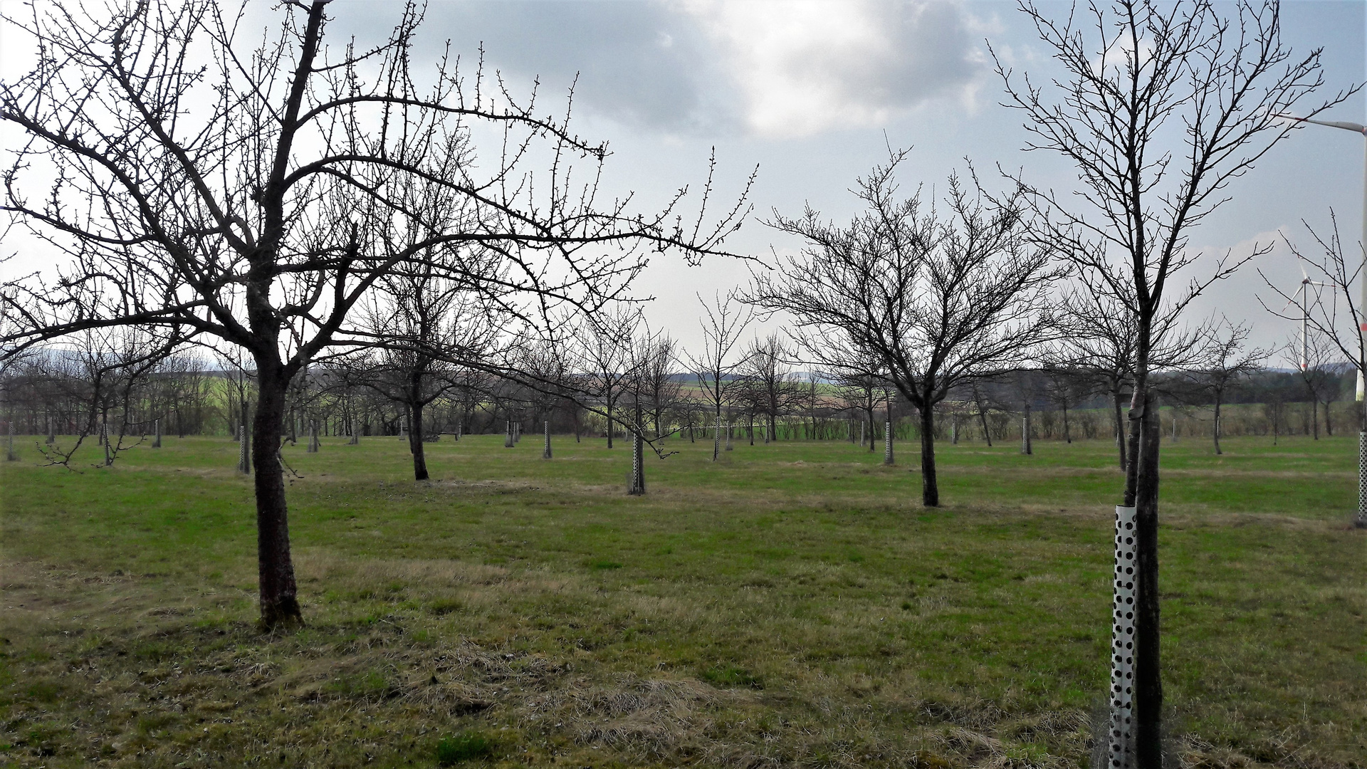 20210421 Streuobstwiese :Kahl durch Kälte