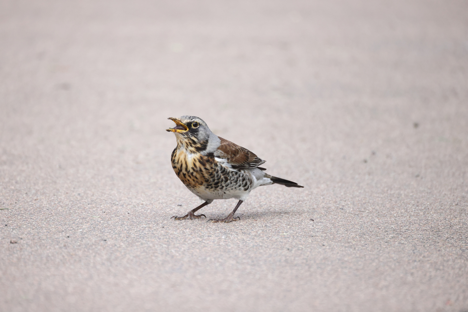 20210421 Wacholderdrossel verspeist Regenwurm 