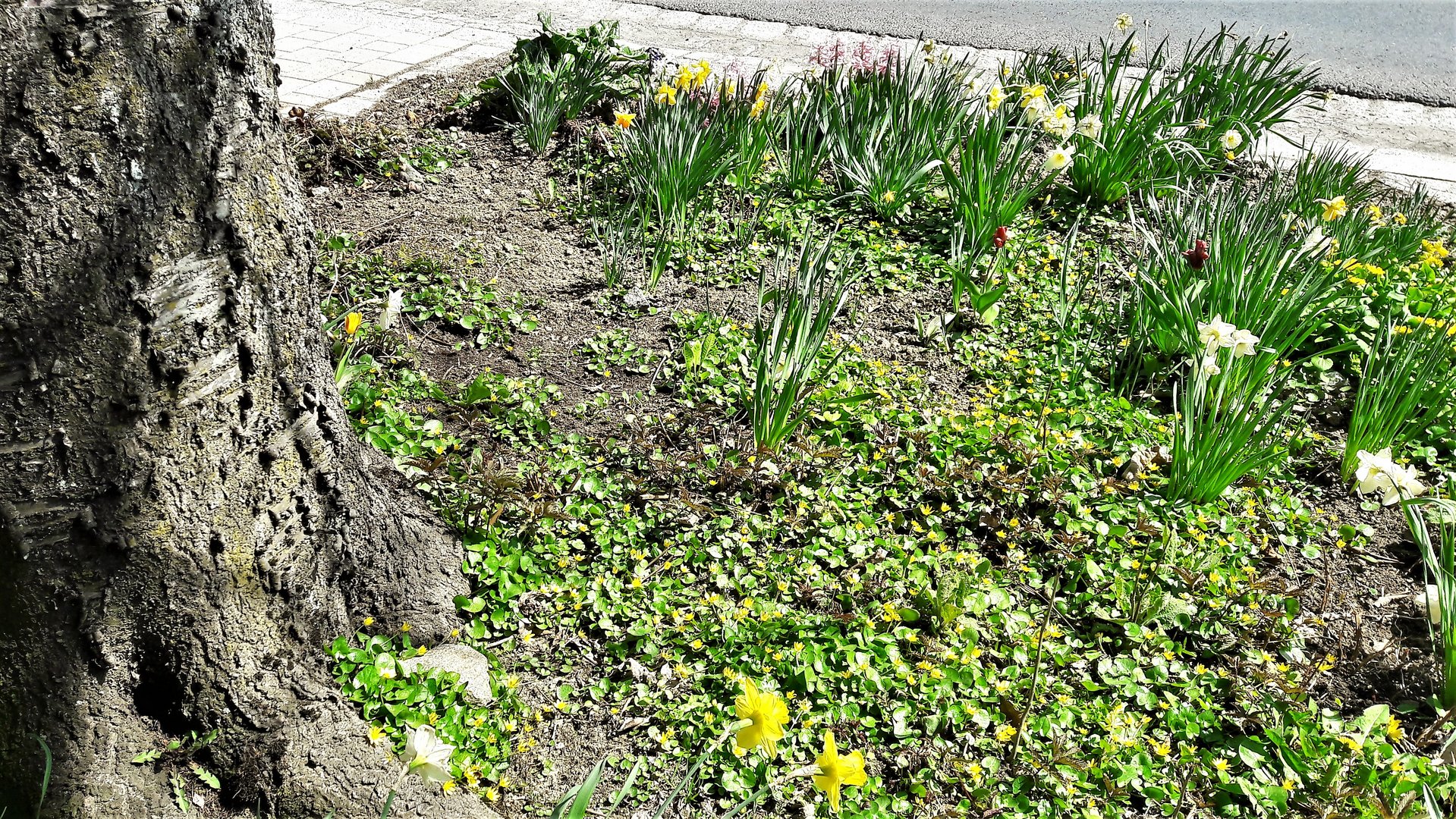 20210424 Blumen in der Stadt Gefrees 