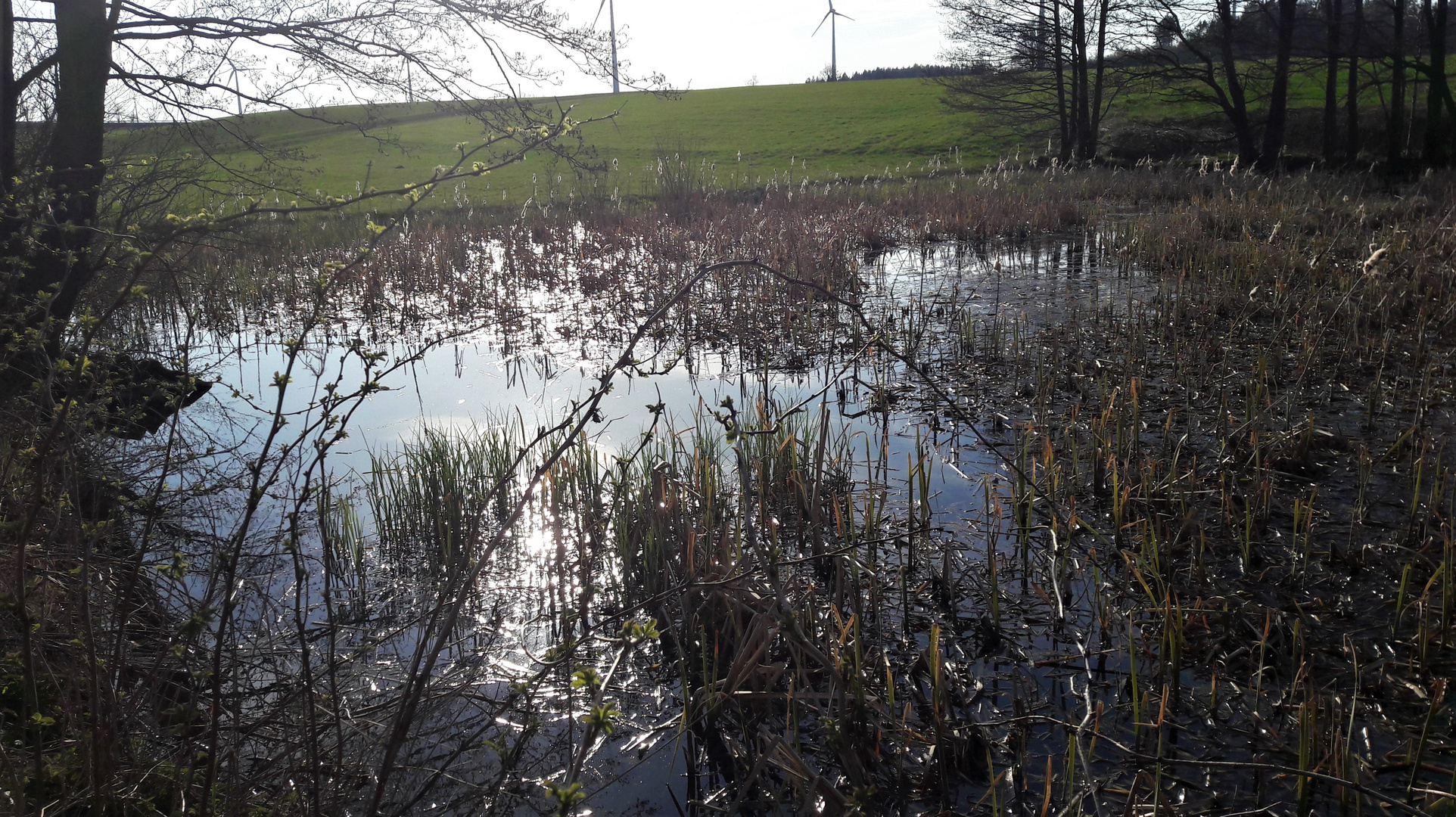 20210428 Wildnis im Lernschwimmteich