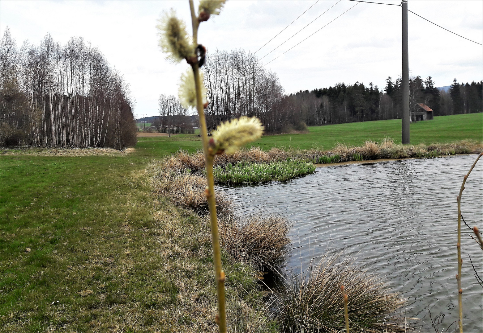 20210429 Birken, Wildbiene, Palmkätzchen ,blasender Wind am Seerosenteich