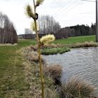 20210429 Birken, Wildbiene, Palmkätzchen ,blasender Wind am Seerosenteich