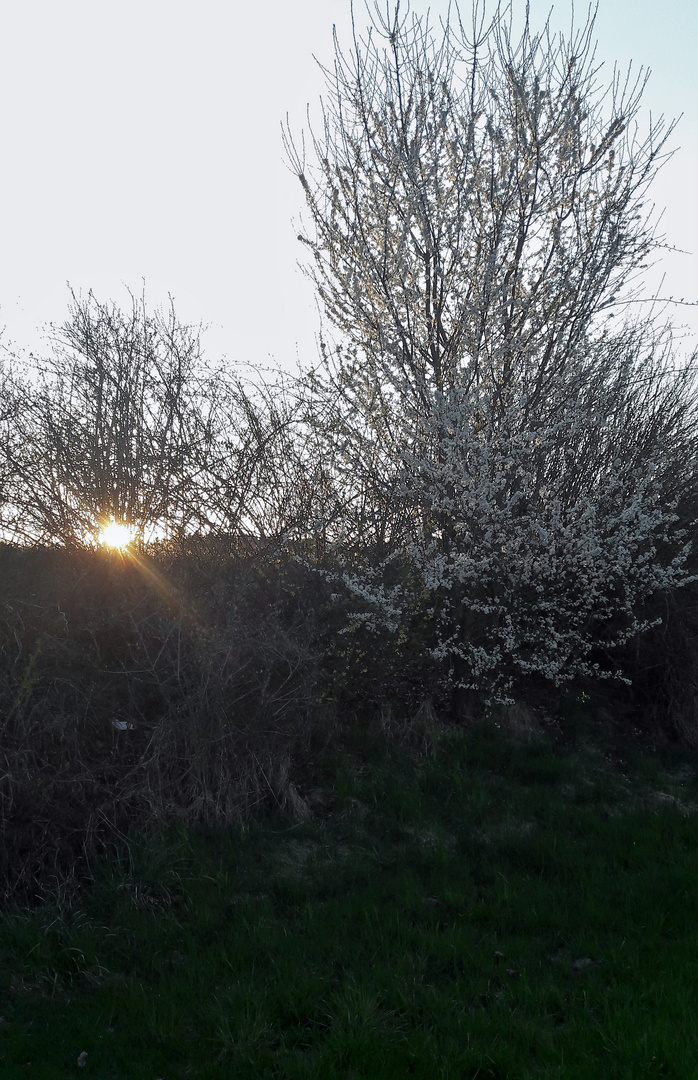 20210429 Strauch mit Hochzeitskleid im Abendlicht