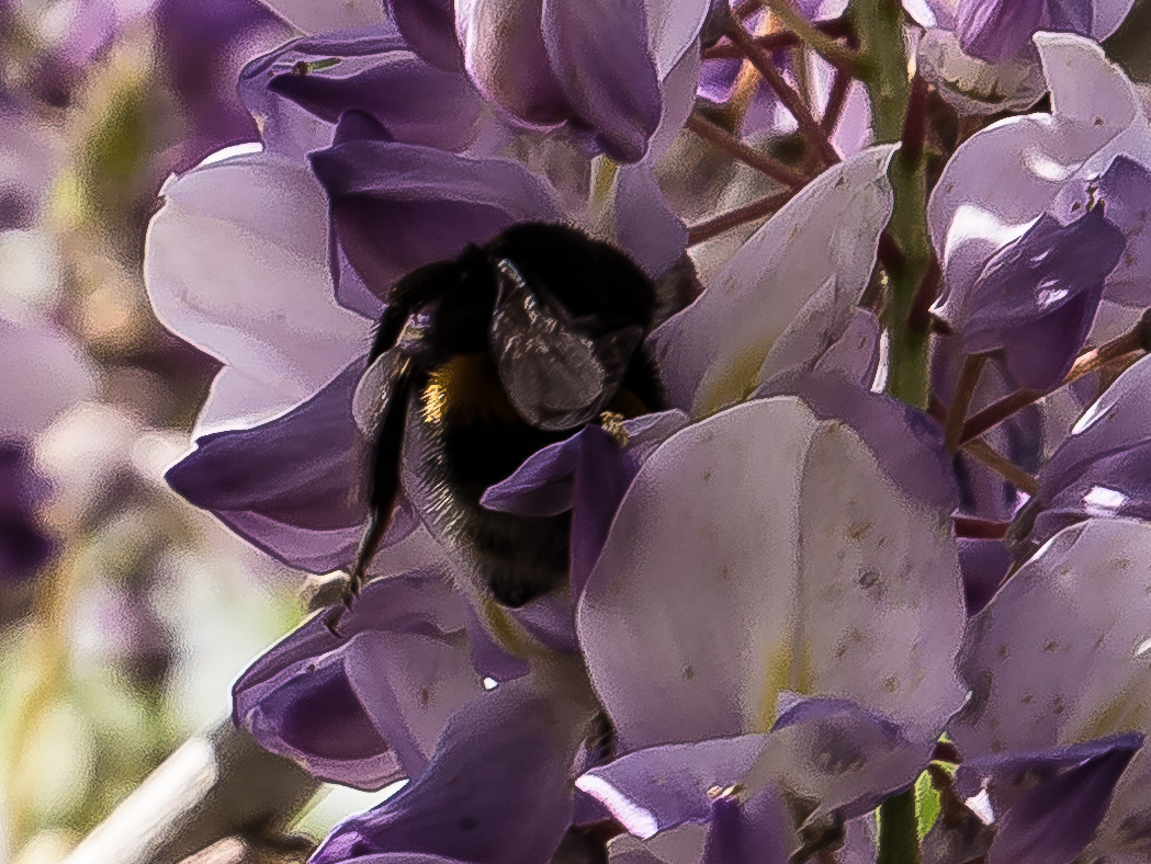 20210513-P1030225Hummel