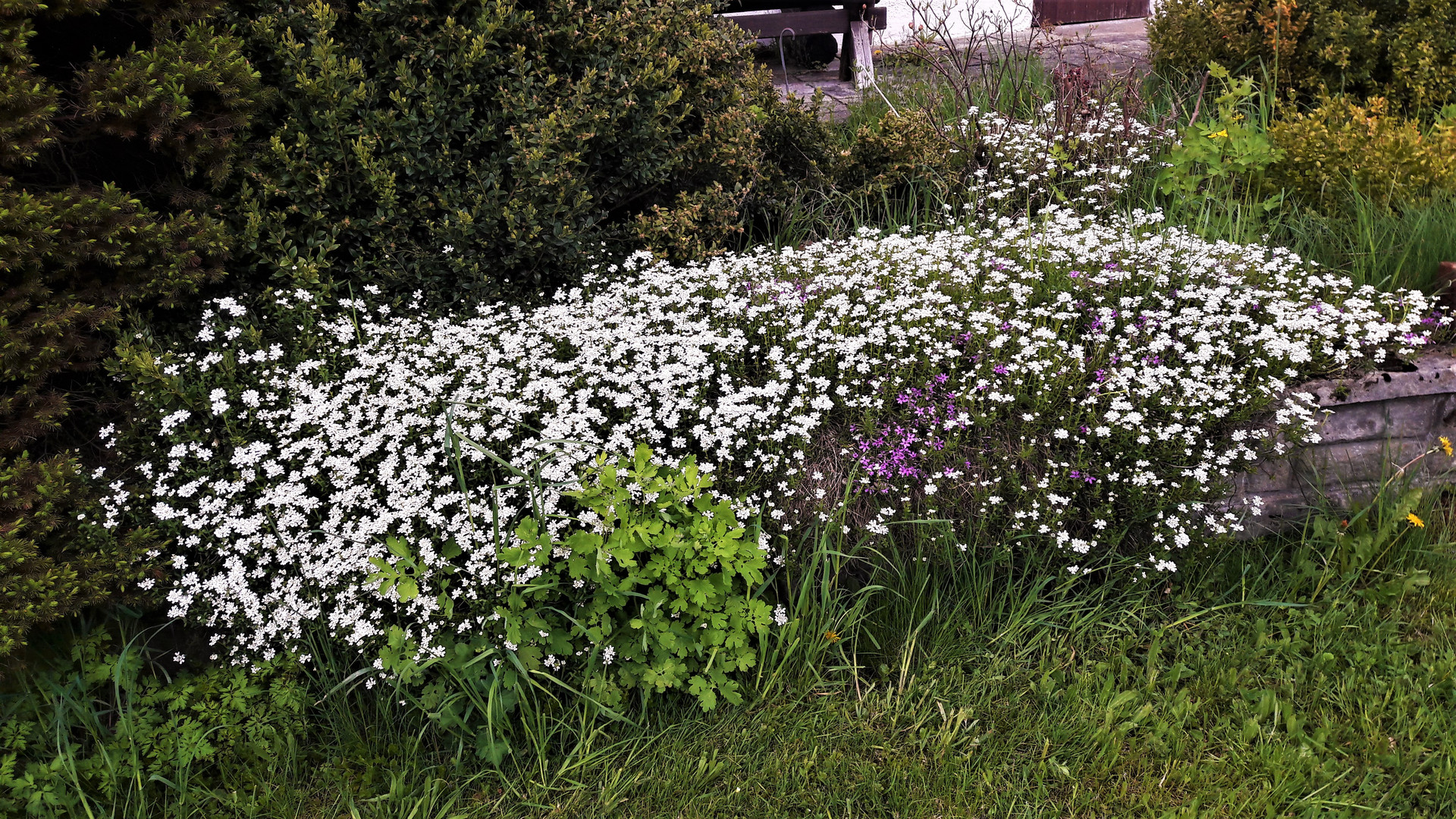 20210519  Mittwochsblümchen vor der Terrasse 