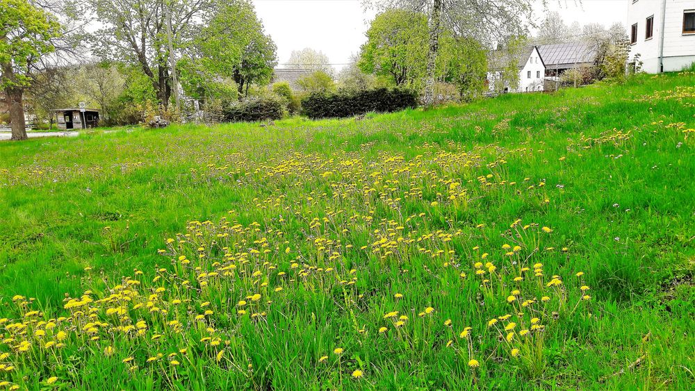 20210521 Dorfanger voller Löwenzahn  in Lösten