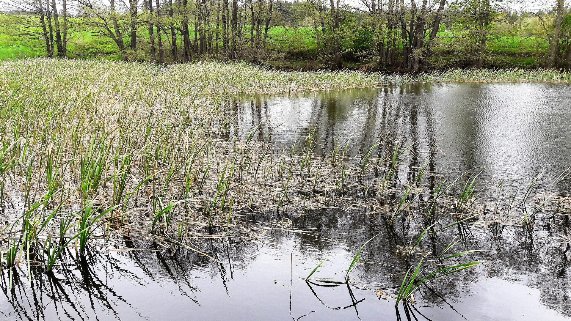 20210521 Spiegeltag : Lernschwimmteich im Wind gespiegelt