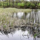 20210521 Spiegeltag : Lernschwimmteich im Wind gespiegelt