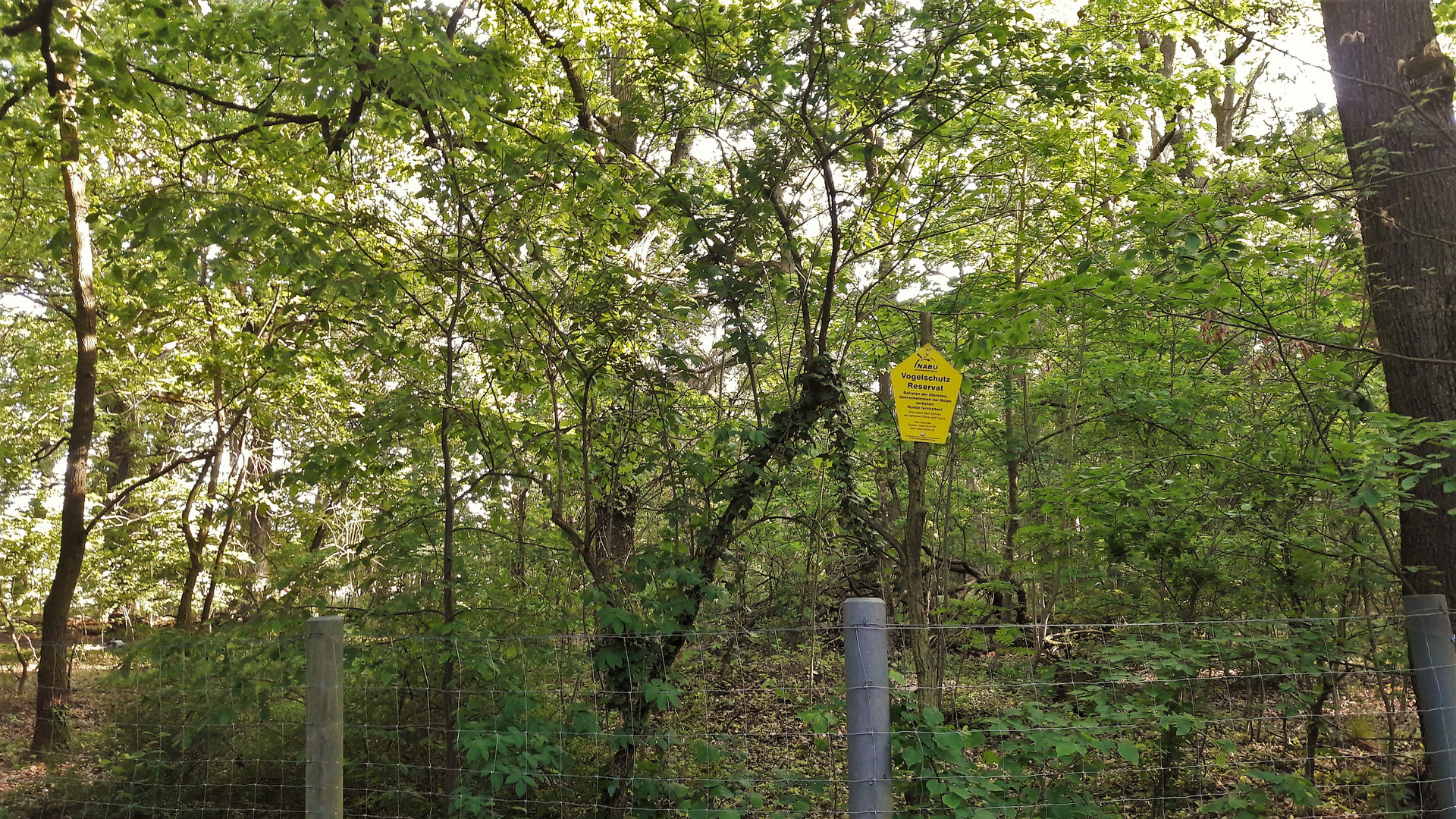 20210531 Vogelschutzgebiet  vor den Menschen und Großtieren geschützt