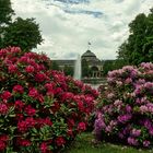 20210603-Kurpark, Kurhaus Wiesbaden Blick durch Rhododendron 1a