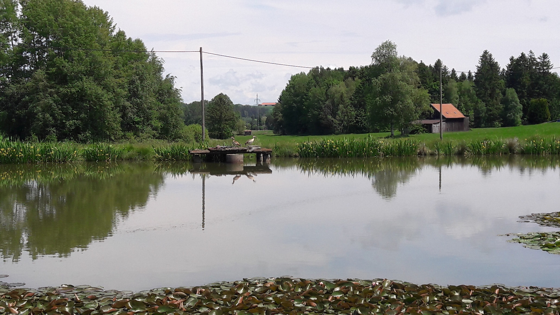 20210609 Spiegeltag : am Seerosenteich mit Nilgänsen   auf dem Podest                