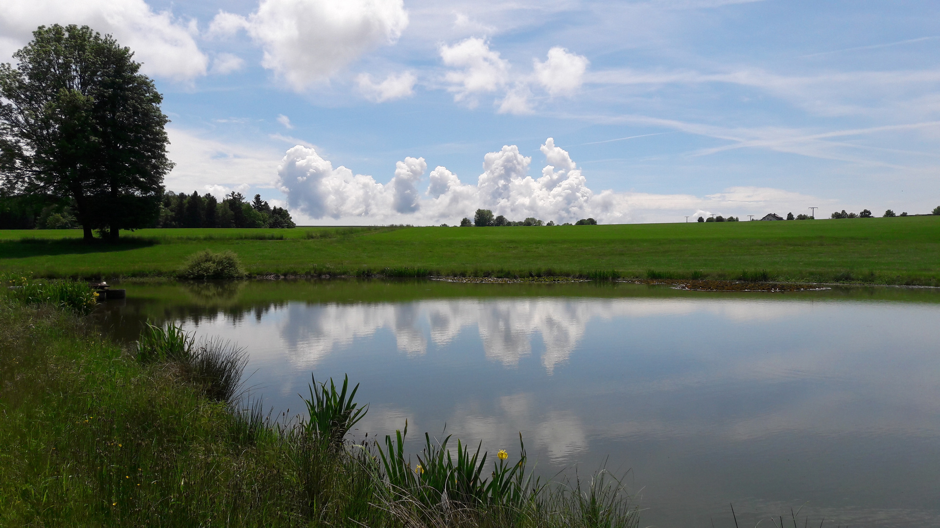 20210609 Spiegeltag : Archiv .Seerosenteich mit Spiegelung der Wolken