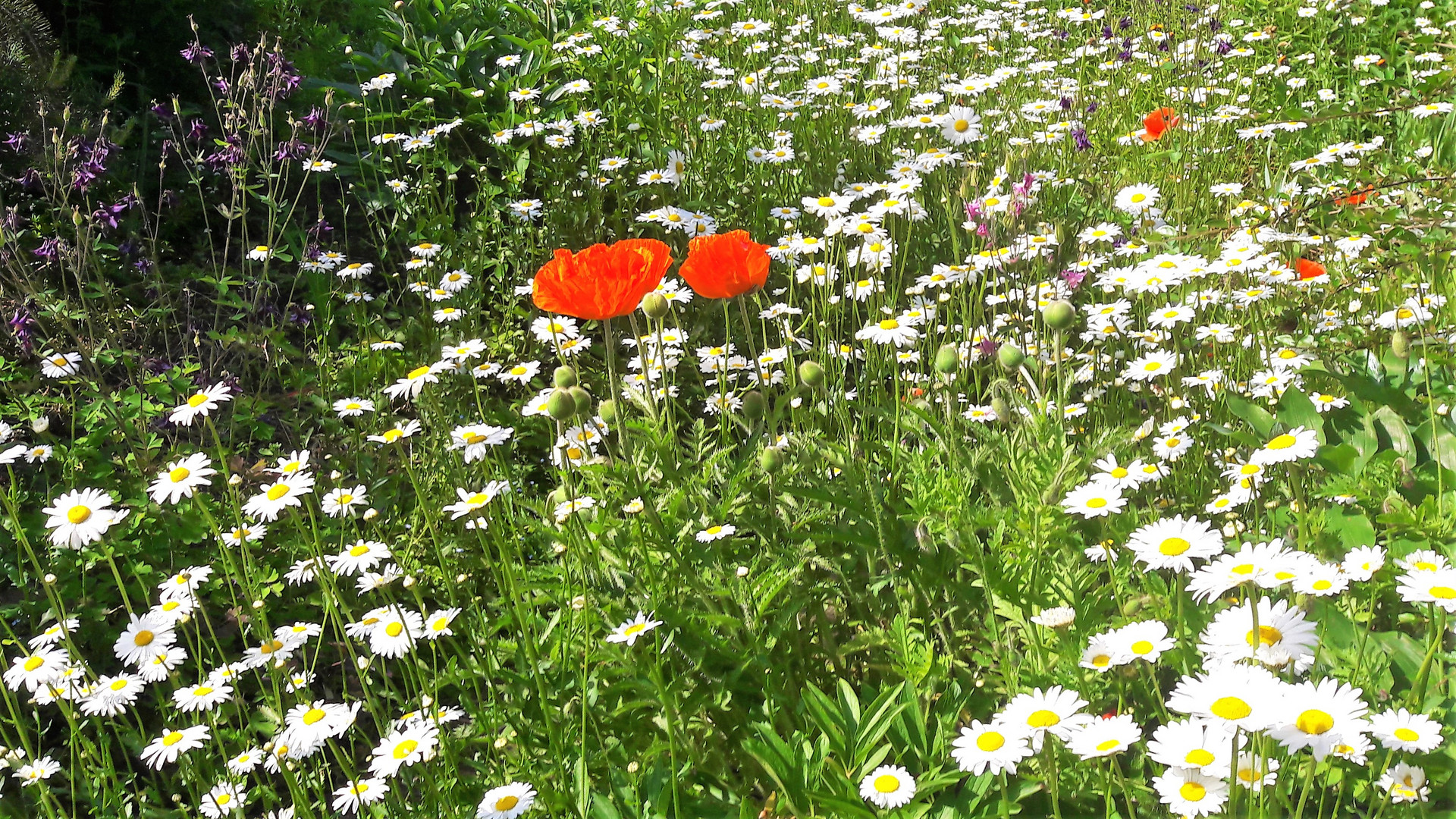 20210618 Bauerngärtla im Sommerlicht