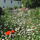 20210618 Ehemaliger Garten meiner Oma in der Althofstelle mitten im Dorf