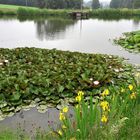 20210623 Seerosen und Schwerlilien erblühen