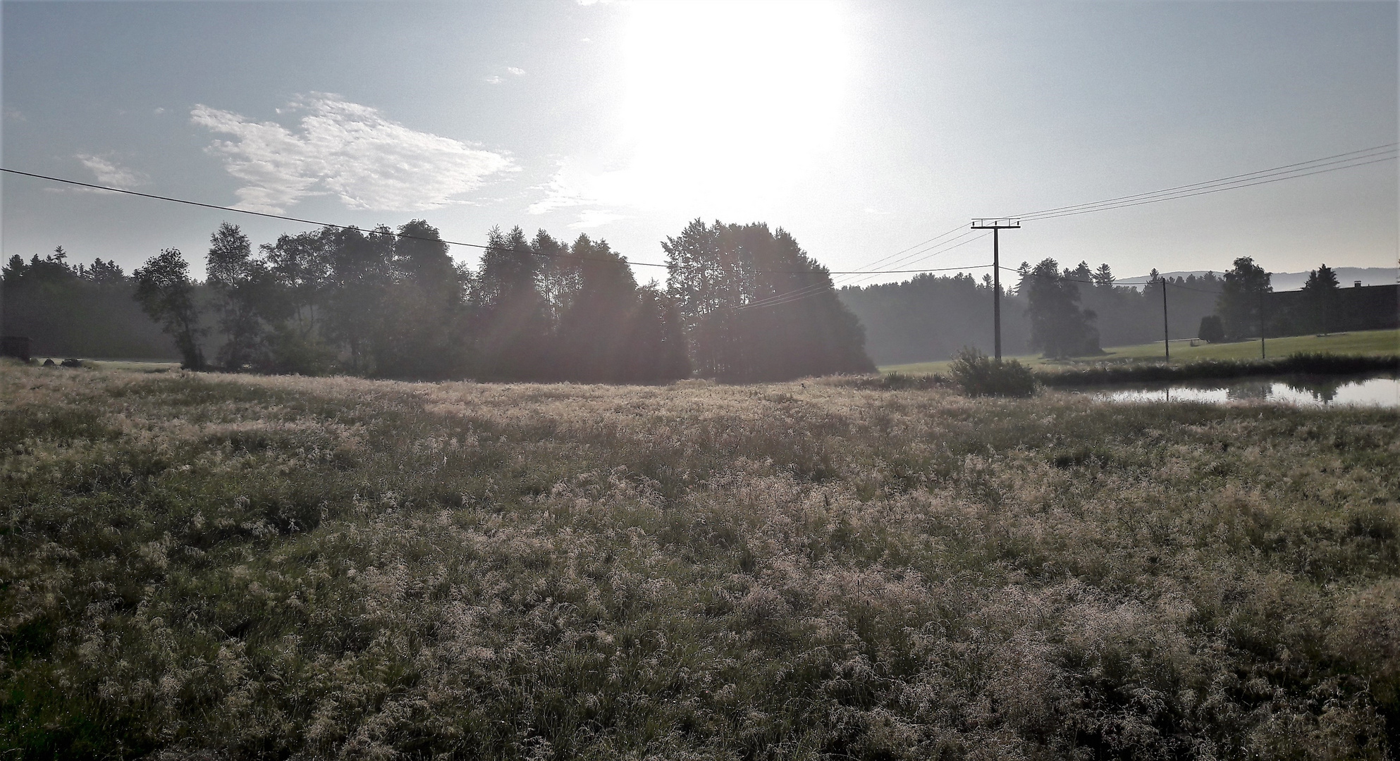 20210626  Im Frühtau zum Seerosenteich