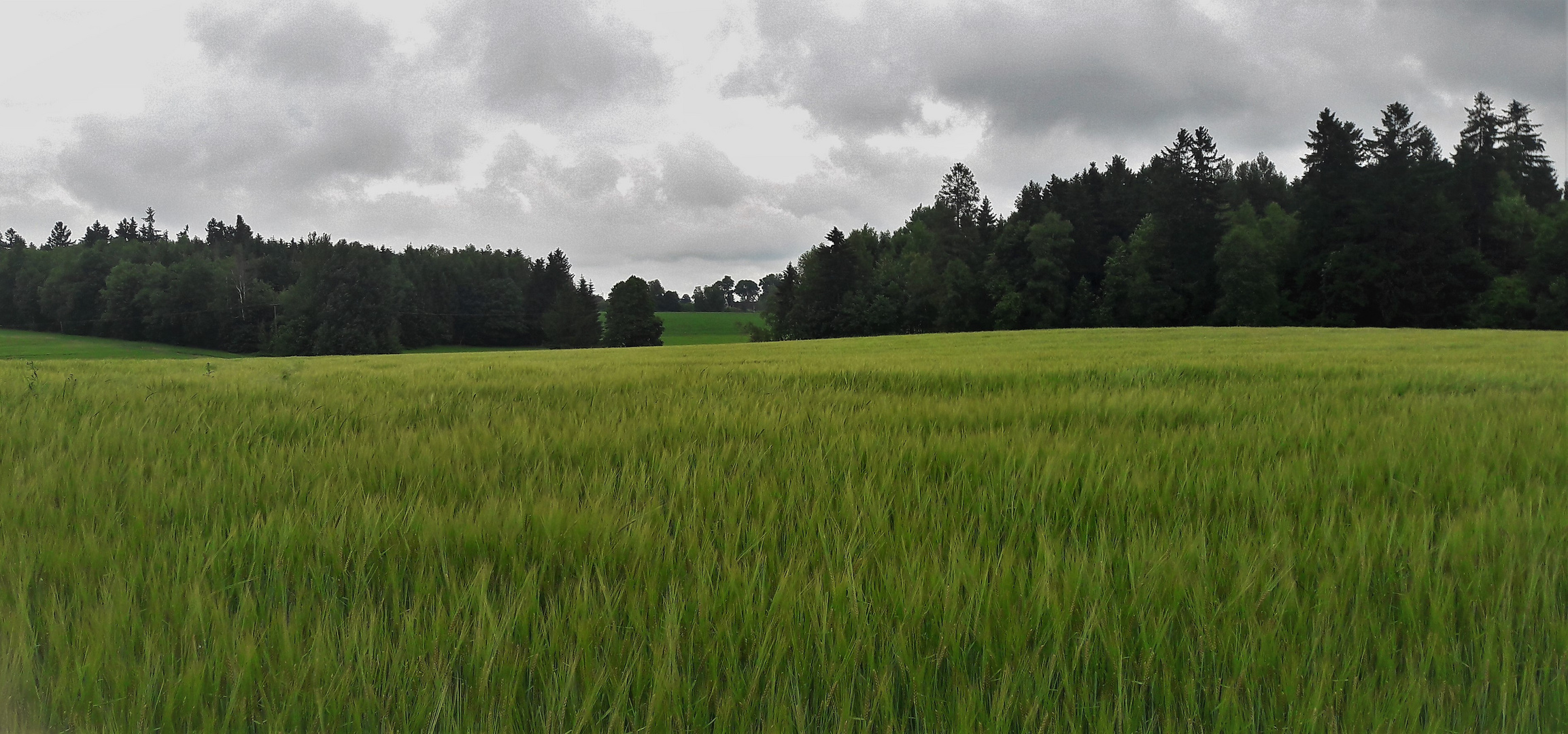 20210629 Blick über das Gerstfeld Richtung Bauernhofmuseum Kleinlosnitz