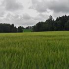 20210629 Blick über das Gerstfeld Richtung Bauernhofmuseum Kleinlosnitz