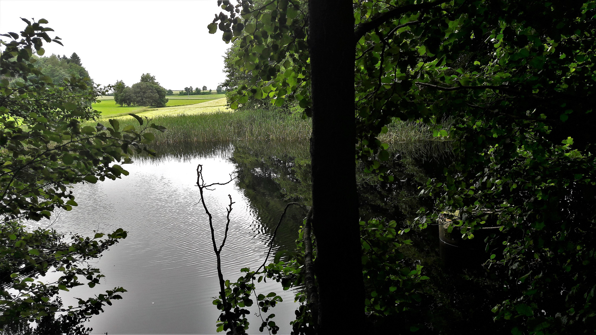 20210629  Blick über den Lernschwimmteich zum kleinen Teich