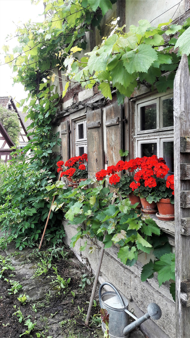 20210701 Blumengruß aus dem Freilandmuseum Bad Windsheim