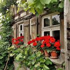 20210701 Freilandmuseum Bad Windsheim : Garten, Fachwerk, Fensterläden  und Blumen