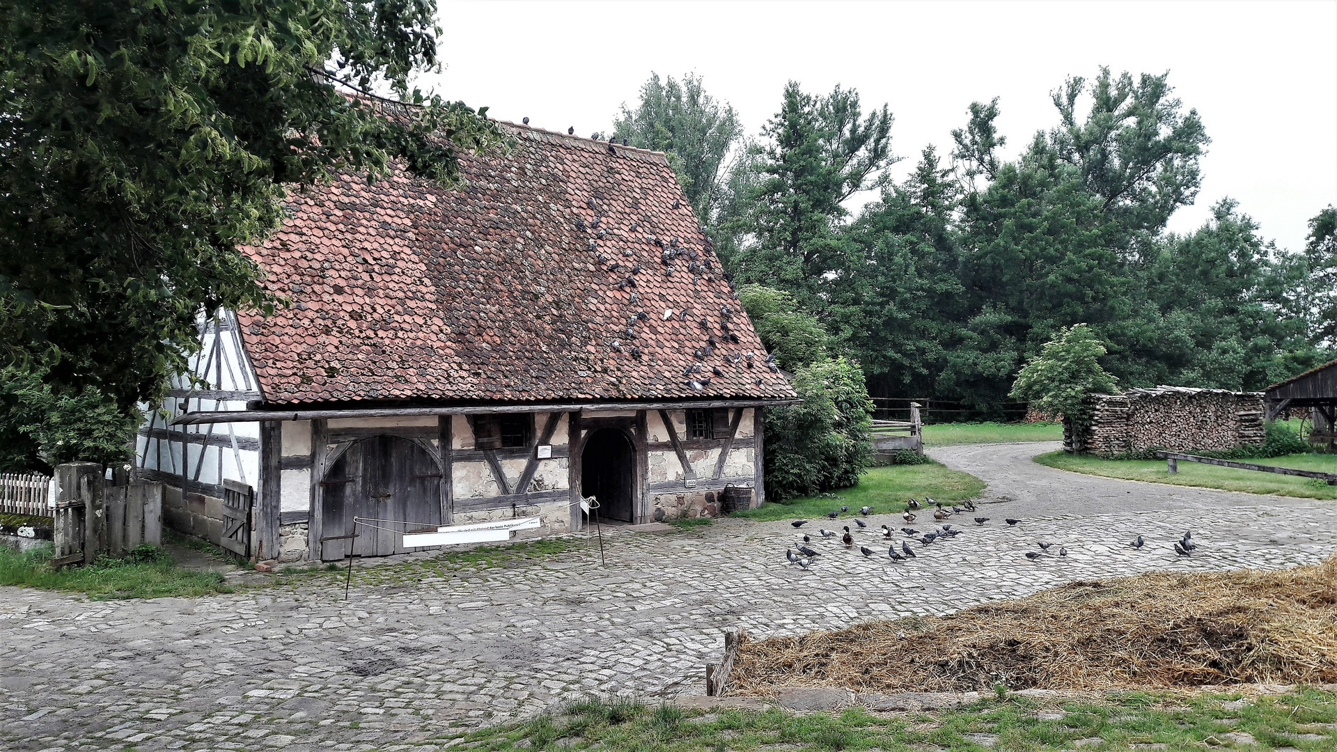 20210701 Freilandmuseum Bad Windsheim : Tauben auf und vor dem Stall
