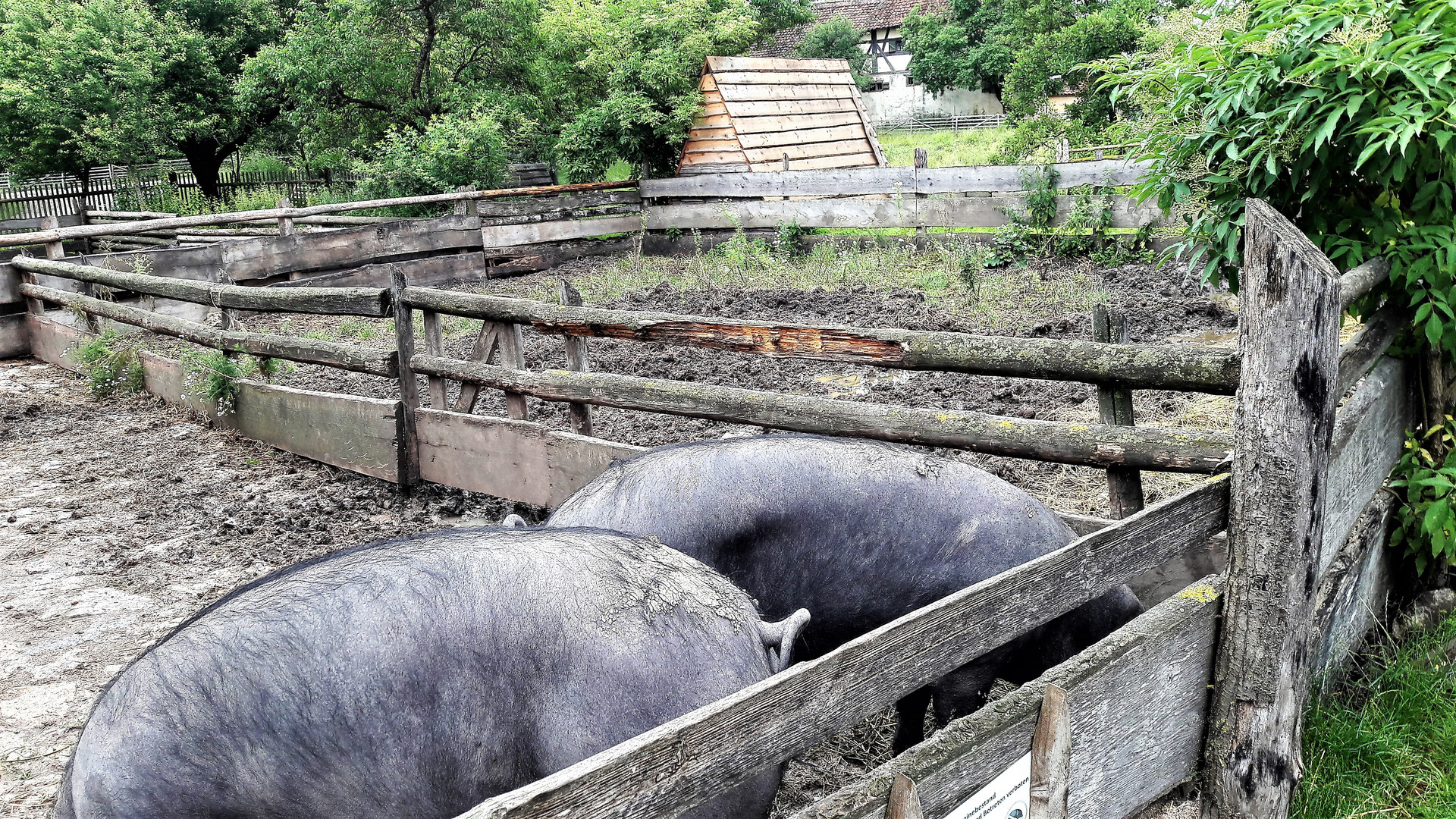 20210701 Freilandmuseum Bad Windsheim : Wollschweine