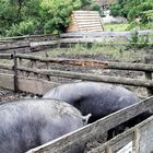 20210701 Freilandmuseum Bad Windsheim : Wollschweine