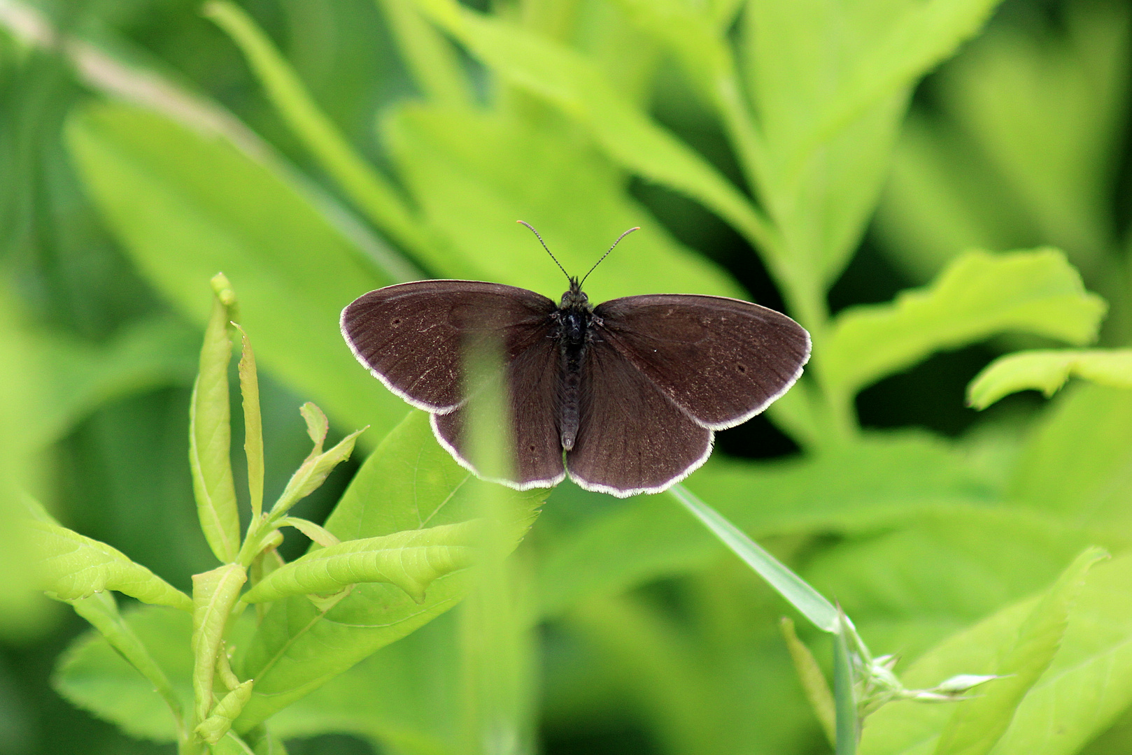 2021.07.04 005 Brauner Waldvogel 3