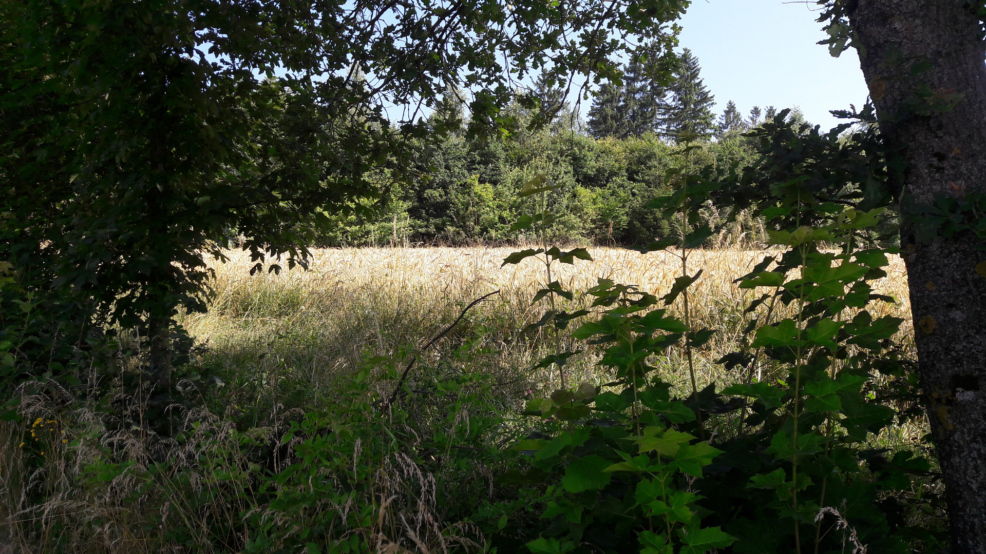 20210723 Durchblick zur Ökoausgleichsfläche