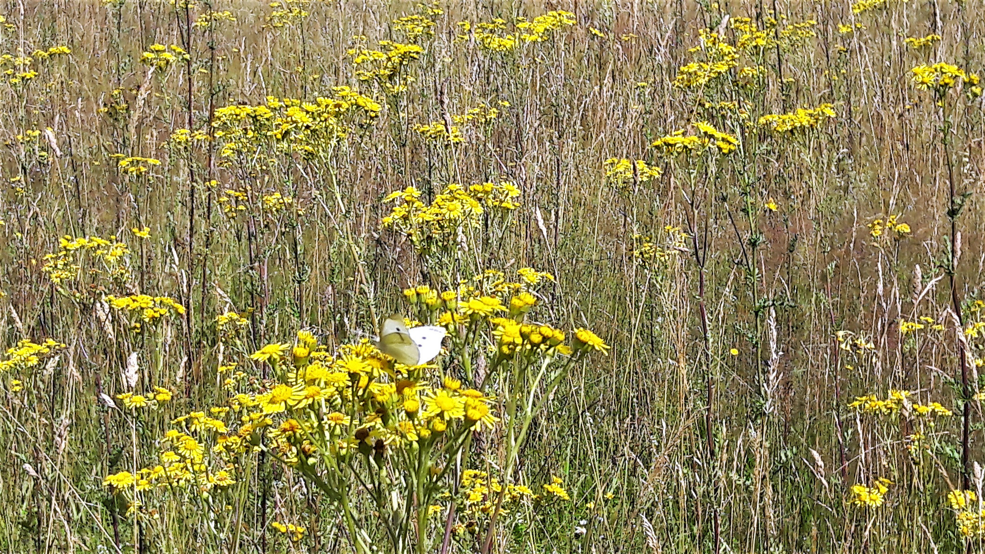 20210723 Schmetterling auf der " Rettungsinsel"