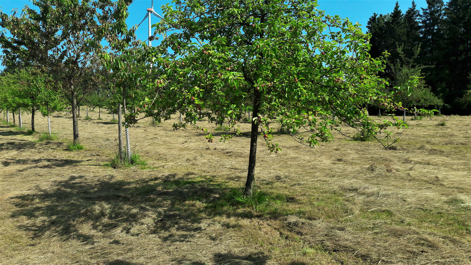 20210723  Streuobstwiese  :Äpfel wird es geben