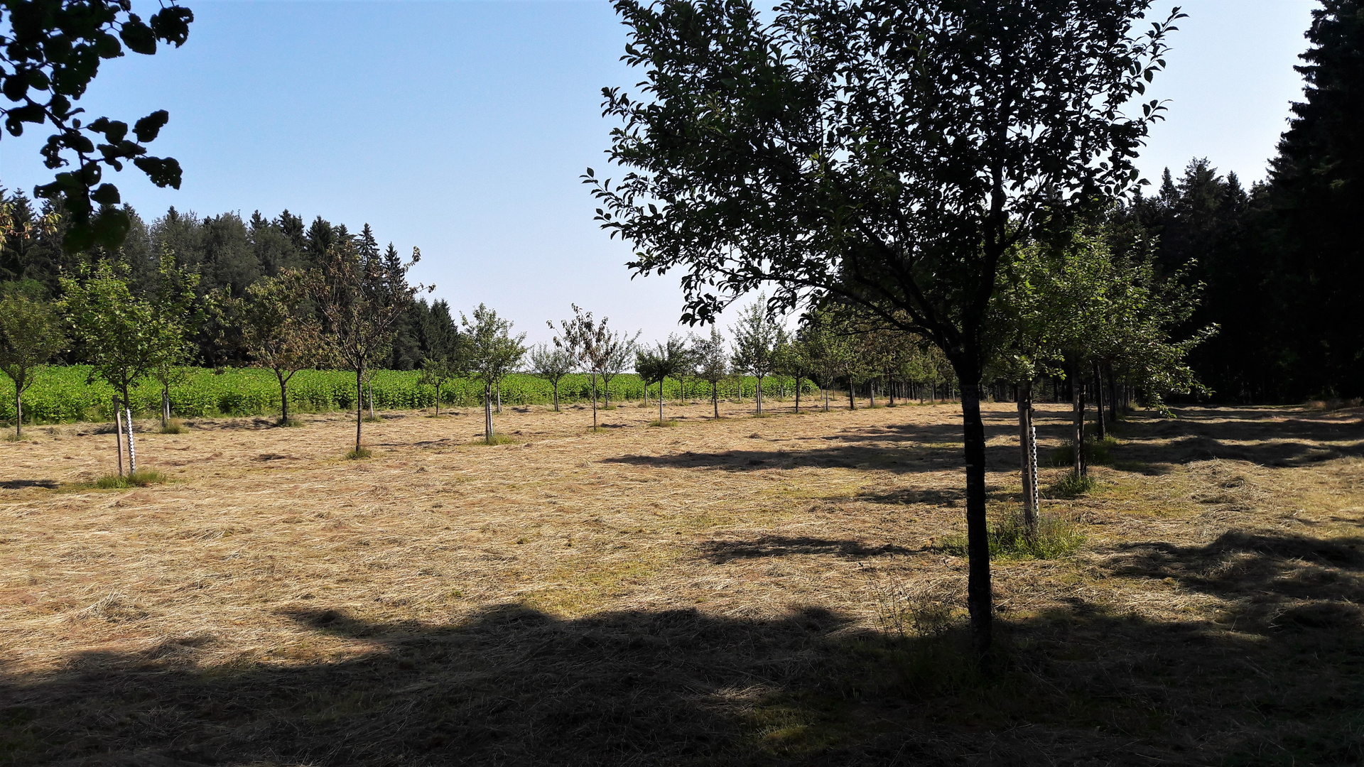 20210723  Streuobstwiese zwischen den Wäldern