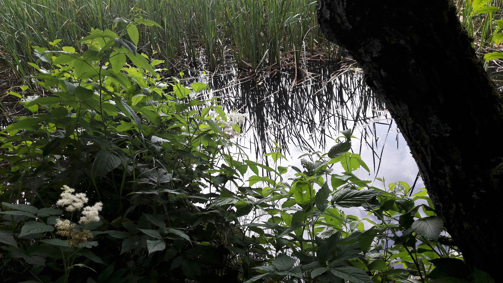 20210725 Dienstag ist Spiegeltag : Spiegelecke im Lernschwimmteich